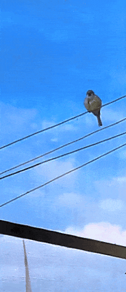 微信图片_20250610095105.gif