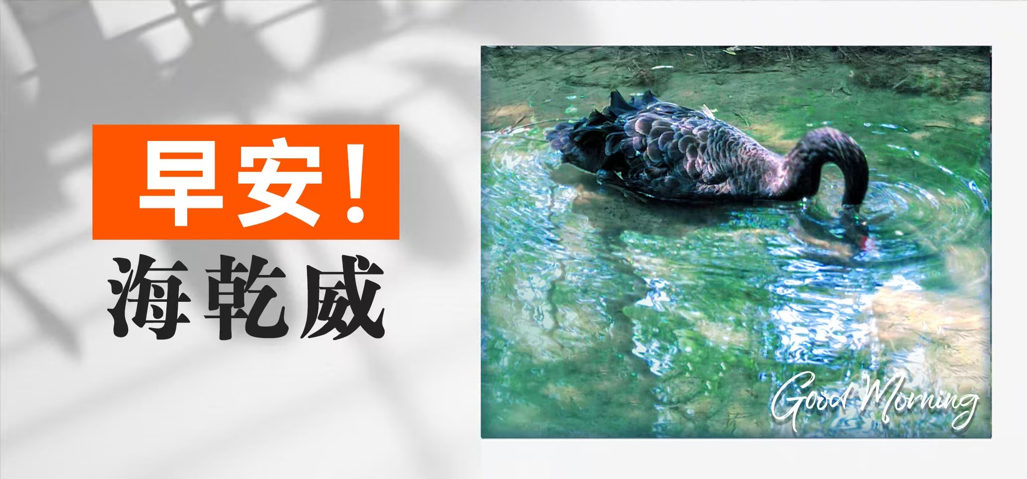 早安！海乾威丨黑天鹅高考开挂姿势！【2025年06月08日】    